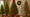 christmas tree theme ideas - Illustration